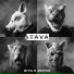 Atava