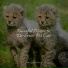 RelaxMyCat, Music for Cats Project, Music For Cats