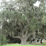 Jo-EL Sonnier