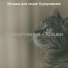 Музыка для кошек Курирование