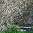 ImBlauers