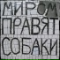миром правят собаки