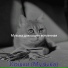 Музыка для кошек вселенная