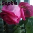 Sophie