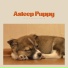 Dog Sleep Academy