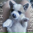 shxzi
