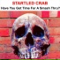 Startled Crab