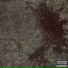 Prophet-ical Sire