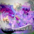 wxtsunxmi