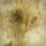 Fears Of Bous