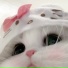 dreamsoda