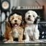 Gentle Night Pets, Supreme Pets, Sad Music