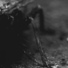 BLACK CROW