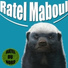 Ratel du nord