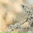 Marn