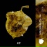 PLLEX