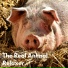 The Real Animal relaxer