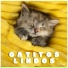 Relajar Mascota