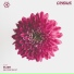 Elixr feat. Demi Caswell