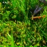 gekup