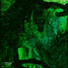 Coenurus