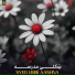Syed Umri Aashna