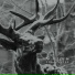 Agalloch
