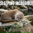The Sleepy Sounds