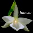 Angraecum
