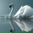 ManGoRise