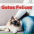 Pet Couture