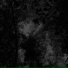 Black Karakurt