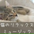 猫との時間