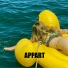 APPART