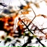 Untyped
