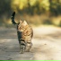 Cat Relaxing Master