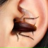 Roach Mafia feat. Tacxin, DLCK