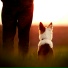 Boy With Pets