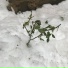 Твой Амиго