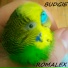 Romalex