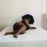 Yseult