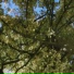 leverfall