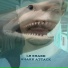 LB Shark
