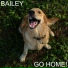 Bailey