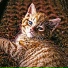 Greed Meow