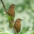 Birdsongst