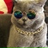 CatsStudioTest