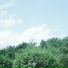 Lilygarden