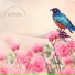 Calming Bird Songs