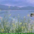 杨涛
